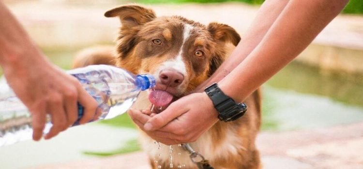 Altas temperaturas acechan a mascotas en Toluca Altas temperaturas acechan a mascotas en Toluca
