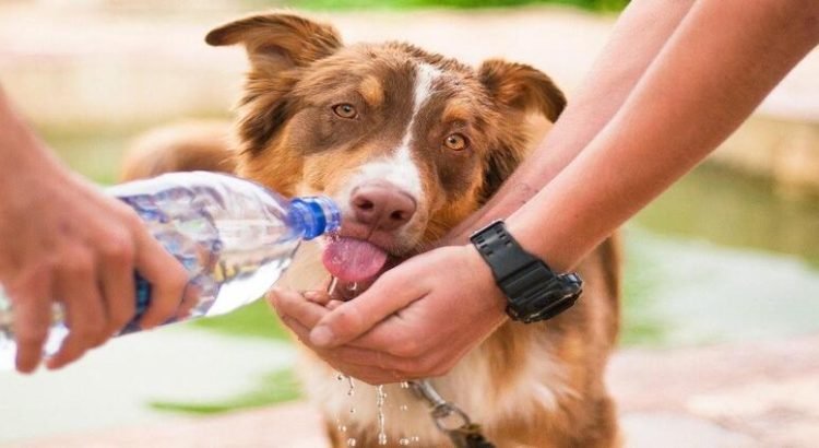 Altas temperaturas acechan a mascotas en Toluca
