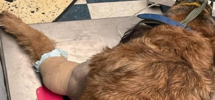 ‘Barbitas’, perrita baleada en Toluca perderá su patita
