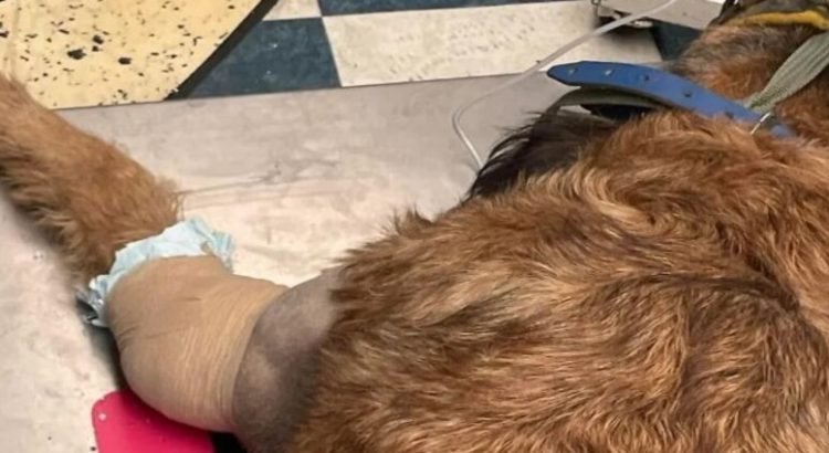 ‘Barbitas’, perrita baleada en Toluca perderá su patita