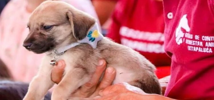 Comienzan construcción del primer refugio animal más grande de la zona oriente del Edomex