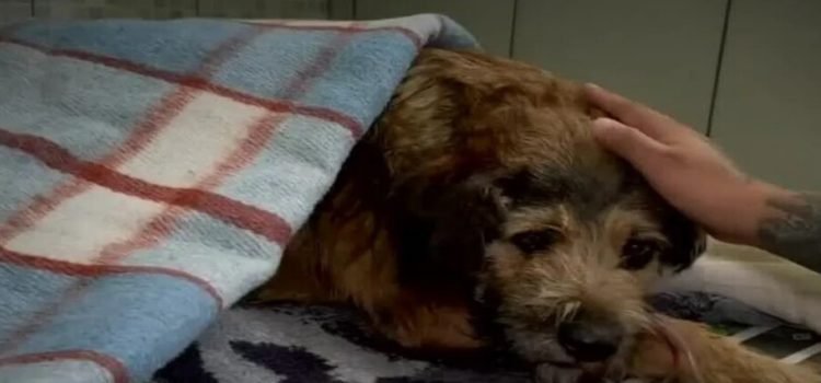 Asociación apoya a “Barbitas”, la perrita baleada en Central de Abasto de Toluca