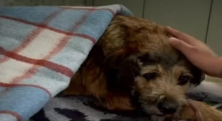 Asociación apoya a “Barbitas”, la perrita baleada en Central de Abasto de Toluca