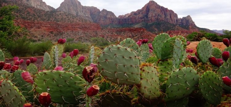 Existen 90 áreas naturales protegidas en Edomex
