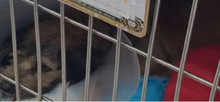 Perrita herida en ataque a Central de Abasto Toluca, es operada con éxito