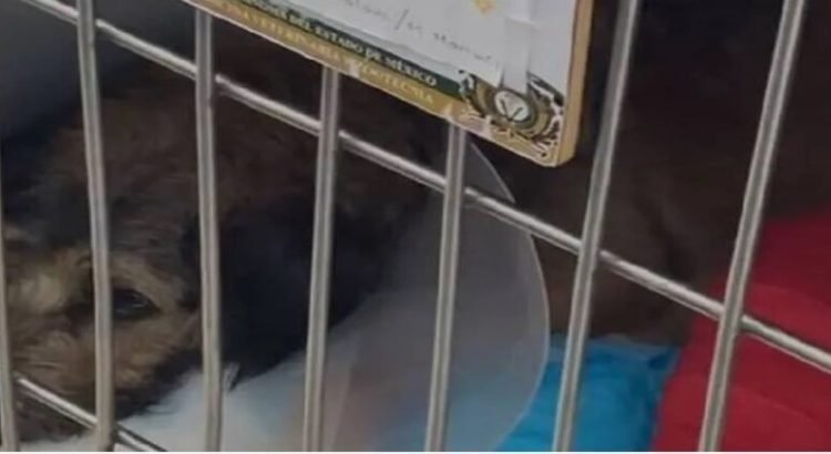 Perrita herida en ataque a Central de Abasto Toluca, es operada con éxito