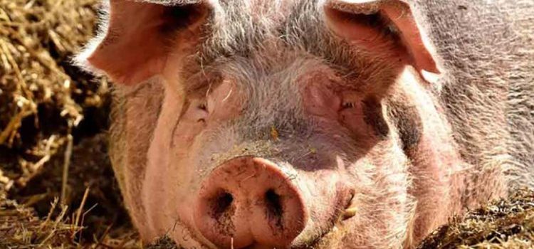Registra Reino Unido el primer caso humano de influenza porcina