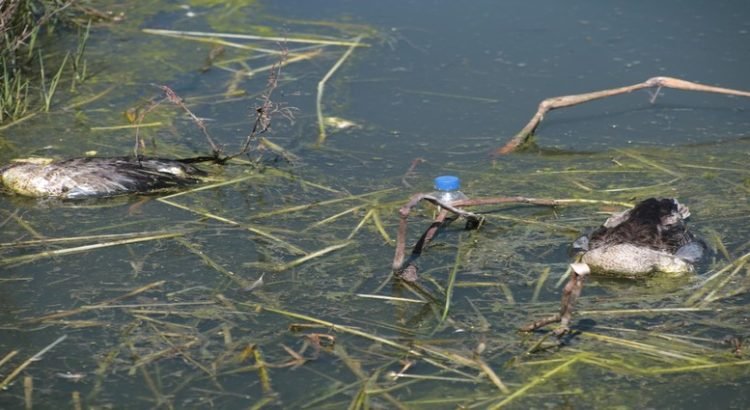 Aparece fauna muerta en laguna del Bordo de San Jerónimo, Toluca