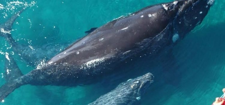 Concluye alerta por muerte masiva de ballenas en México, EU y Canadá Concluye alerta por muerte masiva de ballenas en México, EU y Canadá