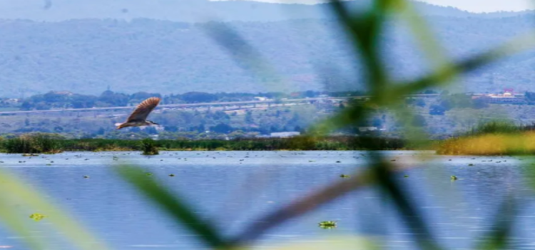 Ciénegas del Lerma, amenazadas por el crecimiento del Valle de Toluca y las aguas residuales