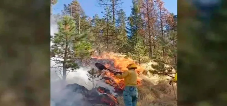 Incendio forestal en el Nevado de Toluca afectó 187 hectáreas