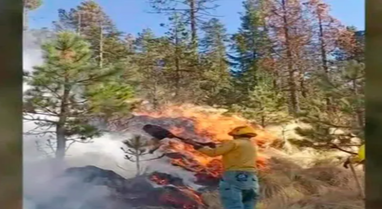 Donato Guerra es el municipio con más superficie afectada por incendios forestales