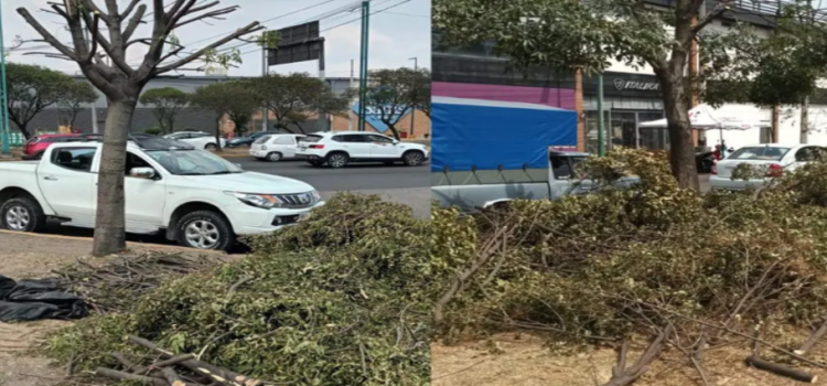 Inician procedimiento administrativo por poda de árboles sin autorización en Toluca