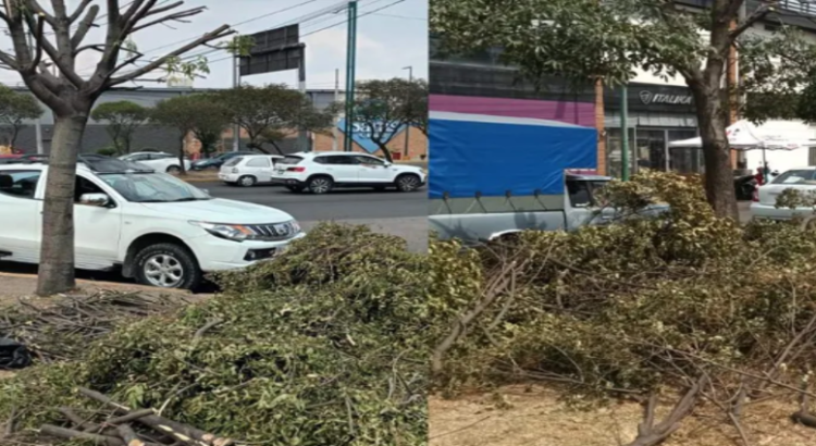 Inician procedimiento administrativo por poda de árboles sin autorización en Toluca
