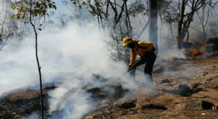 Al menos 19,000 hectáreas han sido afectadas por incendios forestales en Edomex