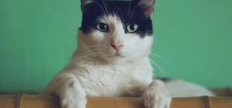 Aquí hay gato encerrado: minino se esconde en paquete y es enviado por Amazon Aquí hay gato encerrado: minino se esconde en paquete y es enviado por Amazon