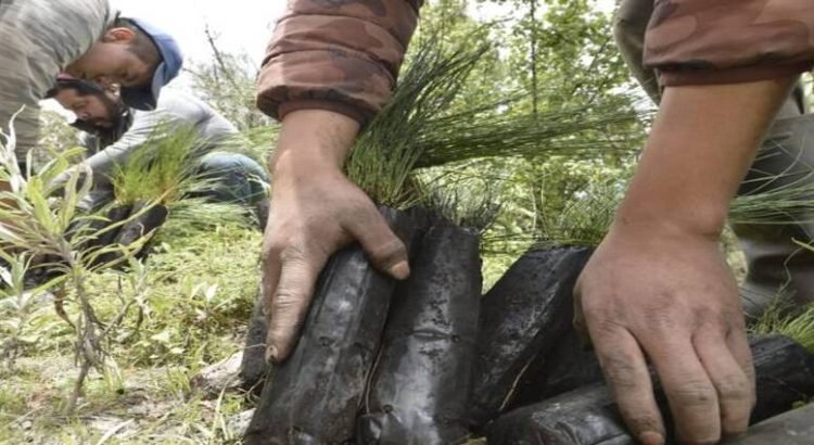 Invitan a pobladores a plantar árboles en calles de Toluca