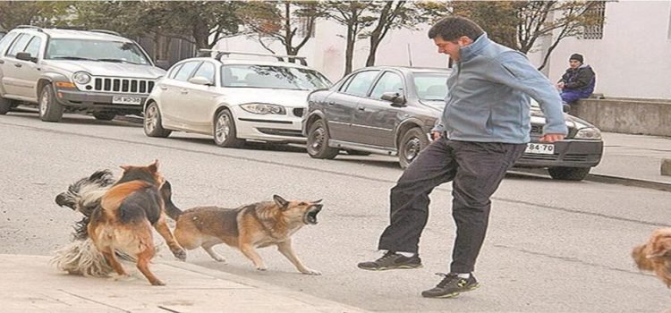 Se han suscitado más de 7,000 ataques de perros en el Edomex Se han suscitado más de 7,000 ataques de perros en el Edomex
