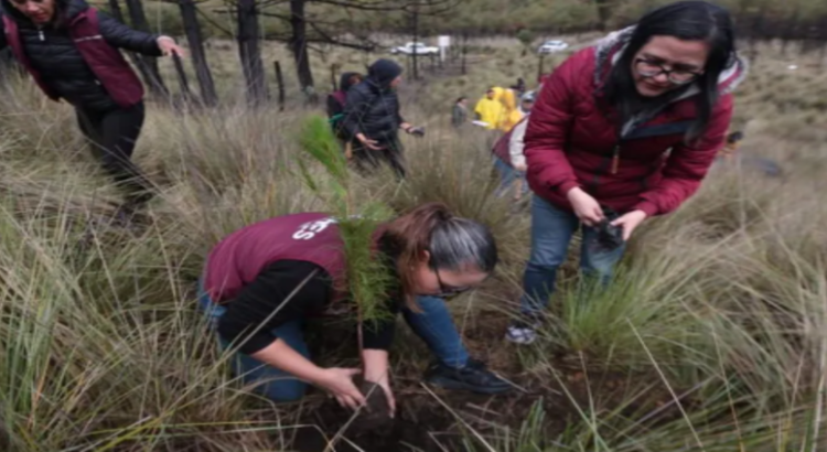 Nevado de Toluca inicia campaña de reforestación “Árboles para el Mañana”