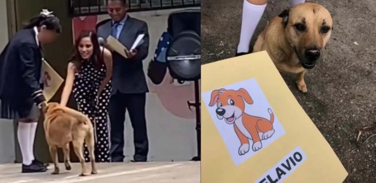 Flavio, el perrito callejero que se graduó y conquistó TikTok