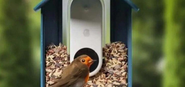 Bird Buddy revoluciona la observación de aves con identificación por IA