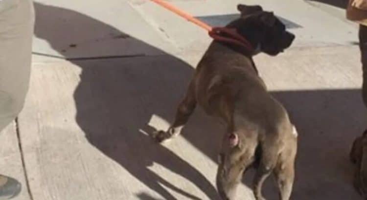 Salvan a perrito en condiciones de maltrato, en Toluca
