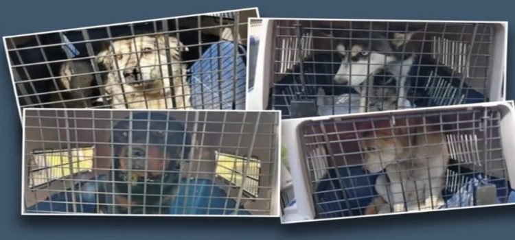 Rescatan a perros maltratados en Toluca