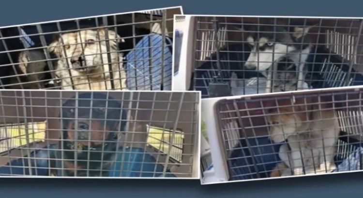 Rescatan a perros maltratados en Toluca