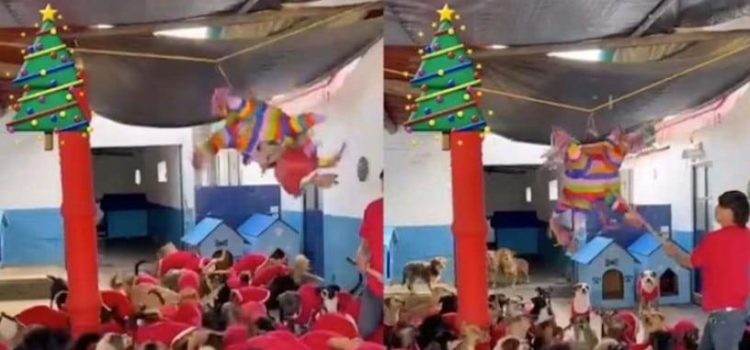 Refugio organiza «perri posada» con piñata llena de salchichas