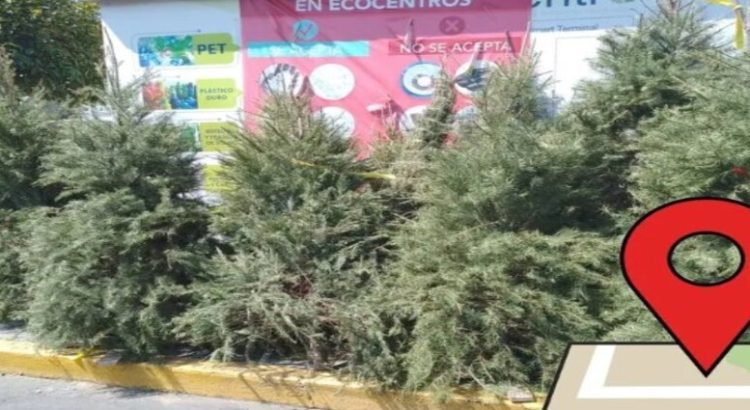 Toluca ofrece centros de acopio para árboles naturales de navidad