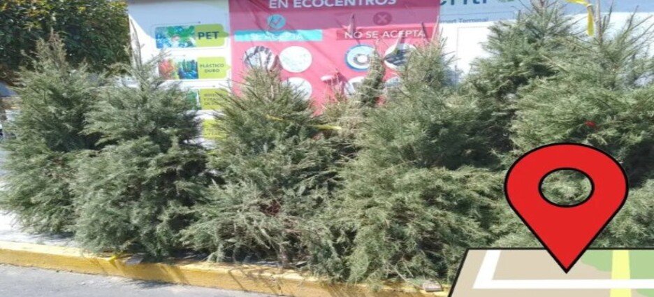 Toluca ofrece centros de acopio para árboles naturales de navidad
