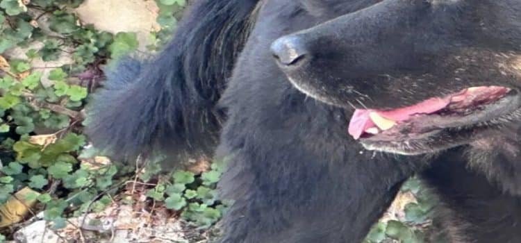 Rescatan a 8 perritos tras explosión en Chimalhuacán