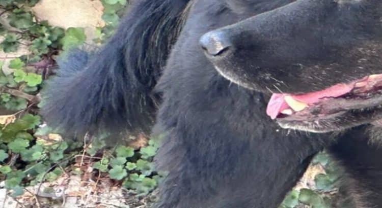 Rescatan a 8 perritos tras explosión en Chimalhuacán