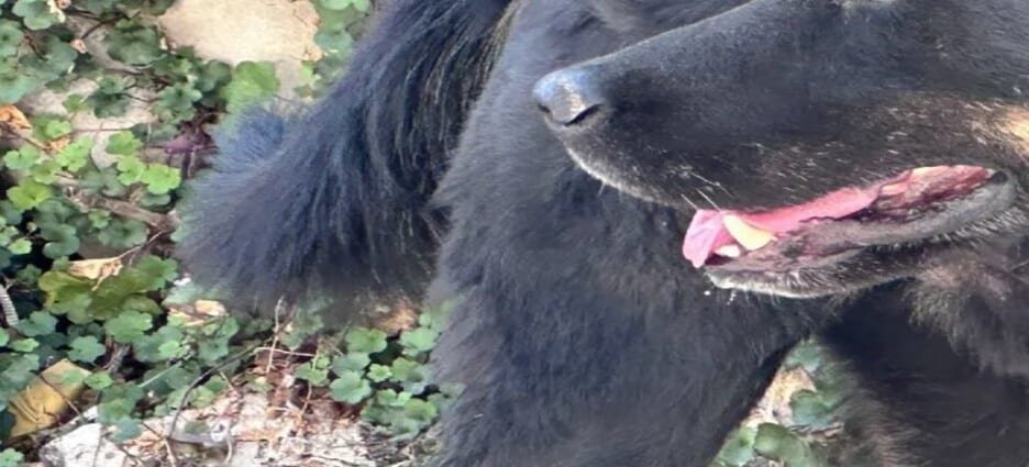 Rescatan a 8 perritos tras explosión en Chimalhuacán