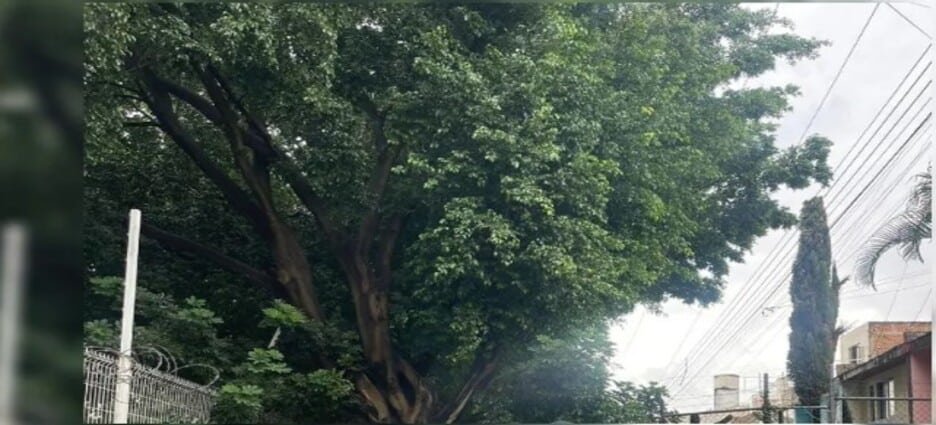 Alcalde de Toluca atenderá condiciones del arbolado en la capital