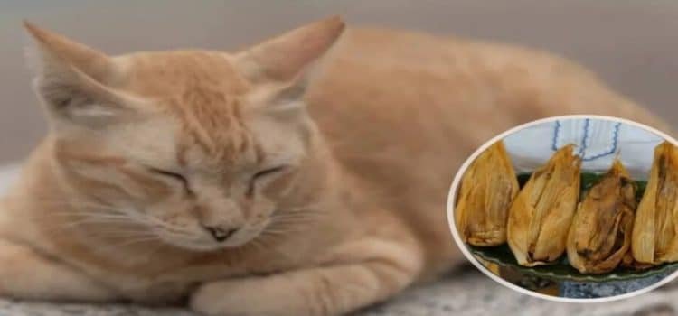 Gatito ‘Toby’ se hace viral por vender tamales en Toluca