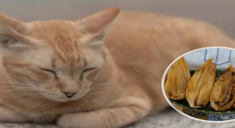 Gatito ‘Toby’ se hace viral por vender tamales en Toluca