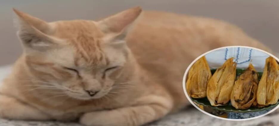 Gatito ‘Toby’ se hace viral por vender tamales en Toluca