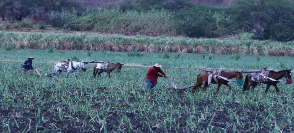 Decrementan 9% zonas de atención prioritarias rurales en Edomex