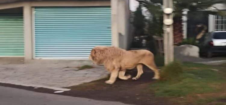Captan en video a león suelto en el Edomex