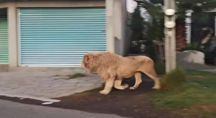 Captan en video a león suelto en el Edomex