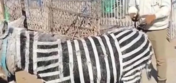 Zoológico dio a sus visitantes burro por cebra Zoológico dio a sus visitantes burro por cebra