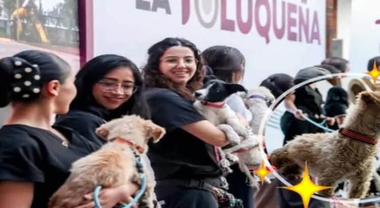 Presentan programa ‘Ponte guapo adoptando un perro o gato’ en Toluca