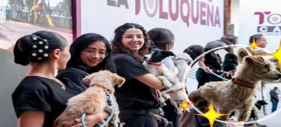 Presentan programa 'Ponte guapo adoptando un perro o gato' en Toluca