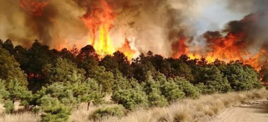 Gobierno de Edomex convoca a guardianes para proteger sus bosques de los incendios forestales