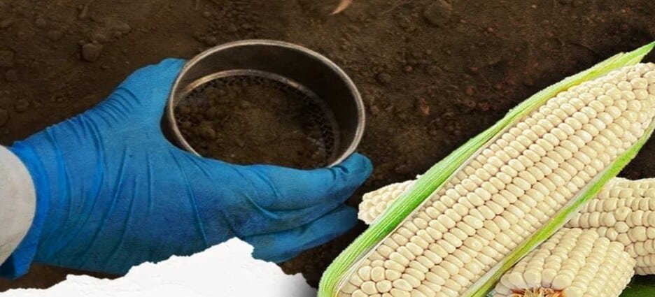 Buscan preservar Maíz Nativo en el Edomex