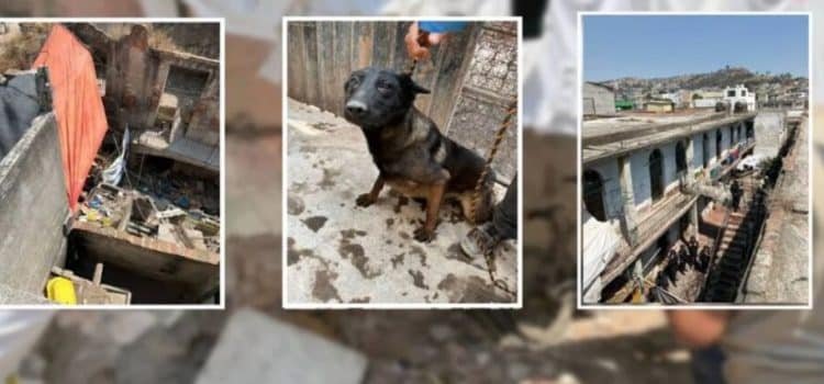 Rescatan a 9 perros en situación de maltrato en Toluca