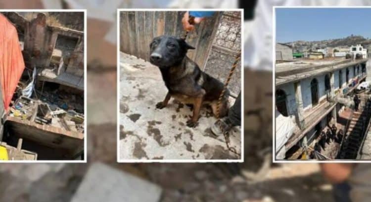 Rescatan a 9 perros en situación de maltrato en Toluca