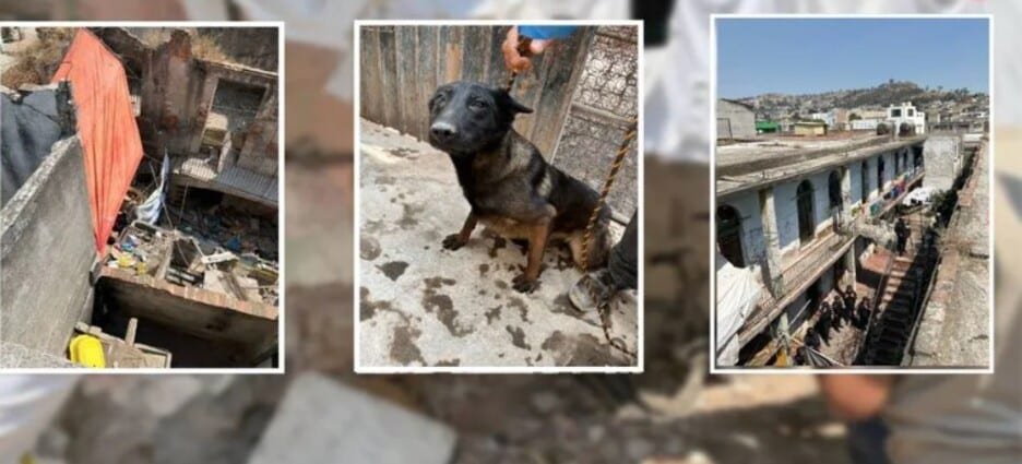 Rescatan a 9 perros en situación de maltrato en Toluca