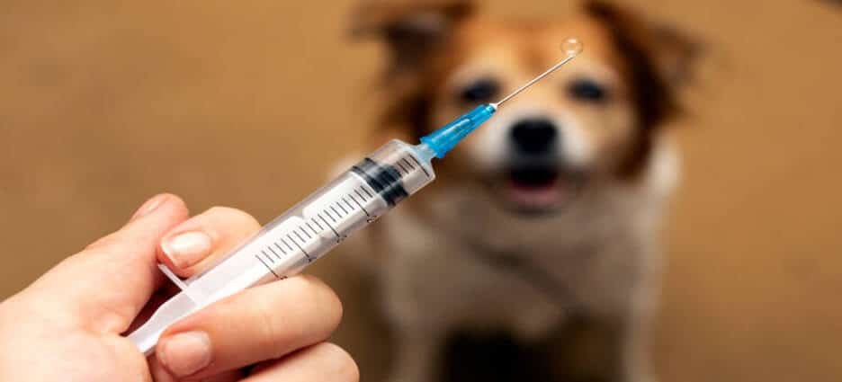 Inicia brigada gratuita de vacunación para perros y gatos en Edomex